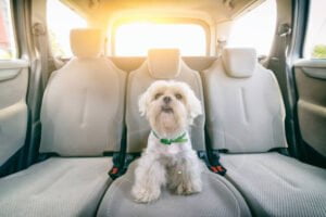 how to remove dog hair from your car